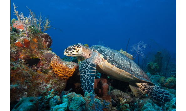 Big image mini magick20230325 38317 c5ubgd