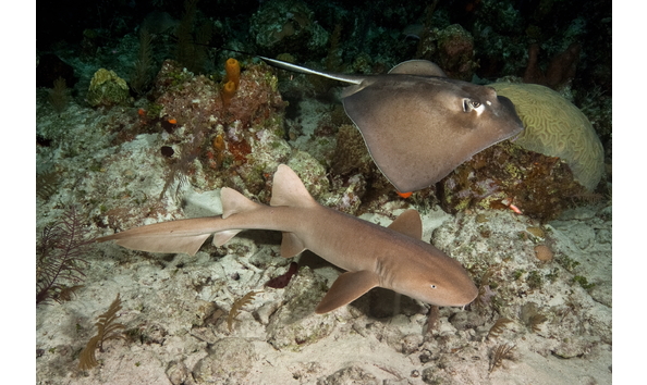 Big image mini magick20230325 38317 xedflo