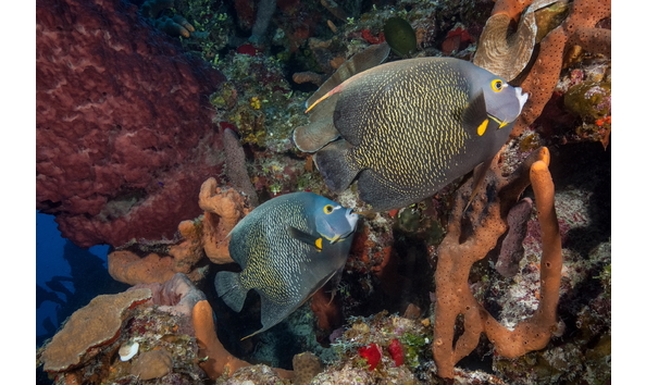 Big image mini magick20230325 38317 vzo3kc