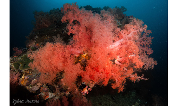 Big image mini magick20230325 38317 103e892