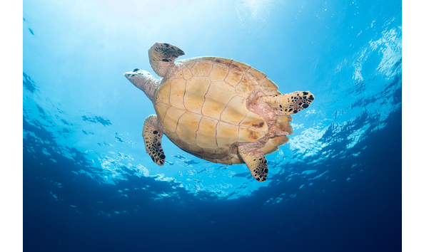 Big image mini magick20230325 38317 1k9yaiy