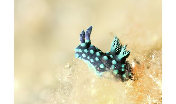 Big image mini magick20230325 38317 v02hui