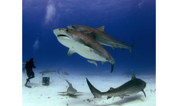 Big image mini magick20230325 38317 1dzlt8l