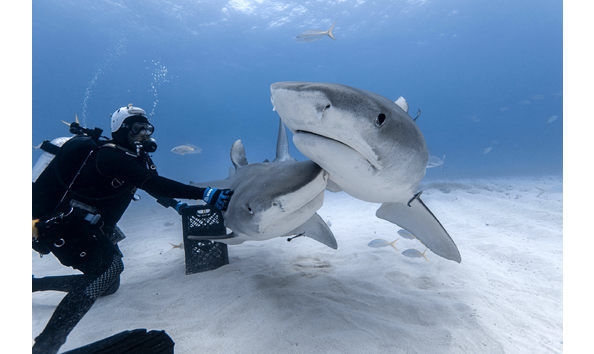 Big image mini magick20230325 38317 1tby83l