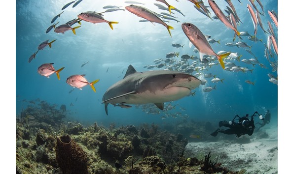 Big image mini magick20230325 38317 17q5whs