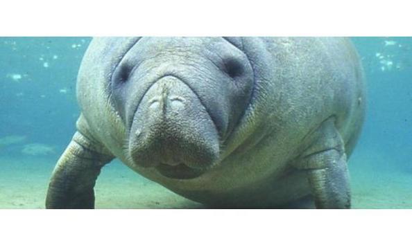 Big image big image mini magick20170111 6759 fnli57