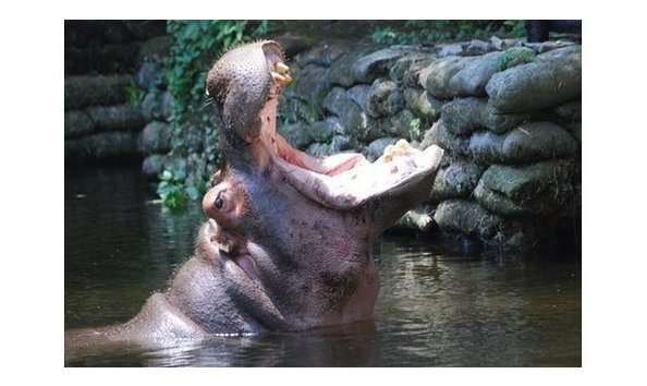 Big image big image mini magick20170111 6759 16azjw0