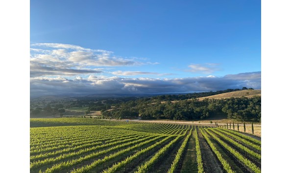 Big image defiance vineyard top photo