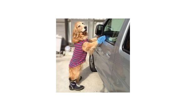 Big image picketts car