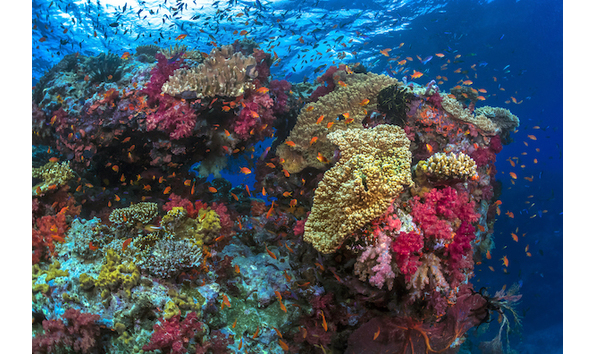 Big image beqa lagoon resort 13 251 12211980526 o  2 