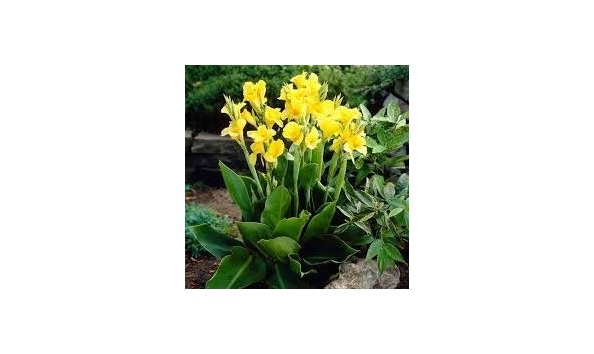 Big image wentz   lily