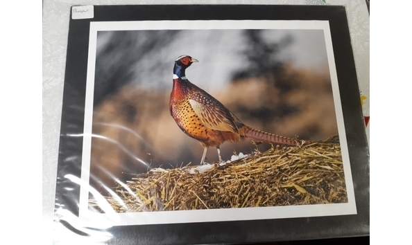 Big image pheasant 1