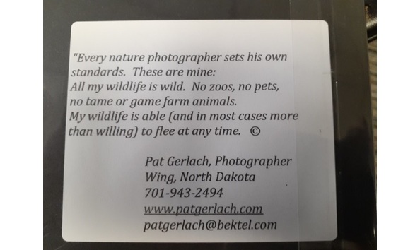 Big image pheasant 3