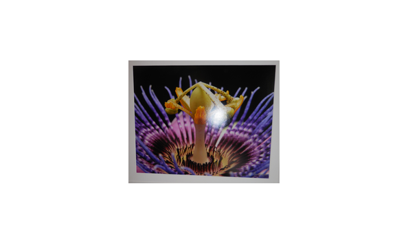Big image passion flower