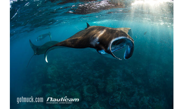 Big image knp aug2016 gotmuck 048