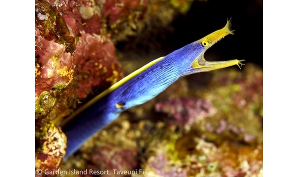 Big image gir   diving blueribboneel