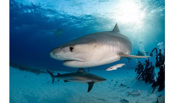 Big image bahamas   mike su nder   large  1 