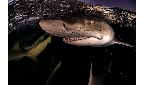 Big image bahamas   mike su nder   large  2 