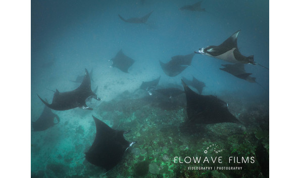 Big image komodo best of 66