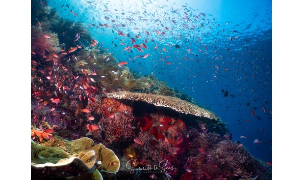 Big image reef 46   batu bolong   komodo   june 2022
