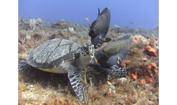 Big image turtle and angelfish by raymond hanson