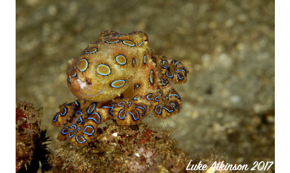 Big image br 2  luke atkinson