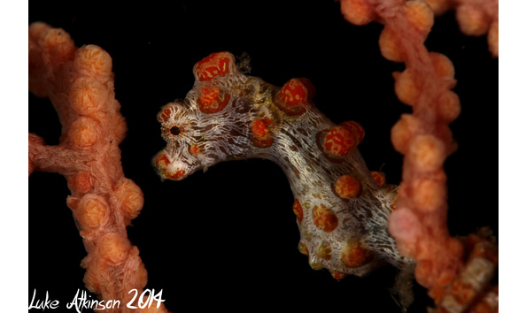 Big image pygmy smc 2  luke atkinson