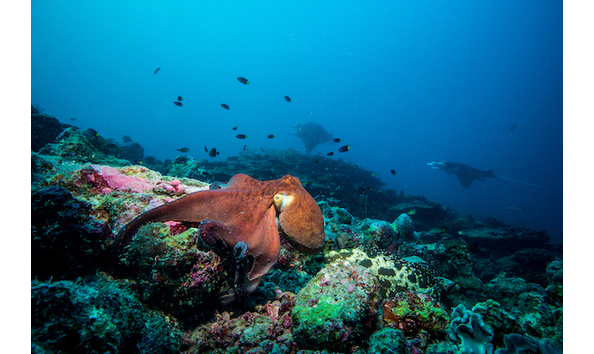 Big image occtopus 01 mark stickler