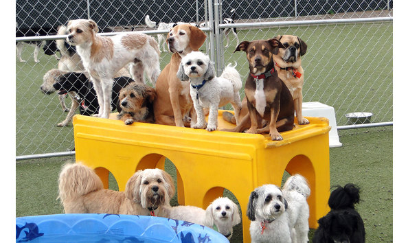 Big image lucky dog hero 2