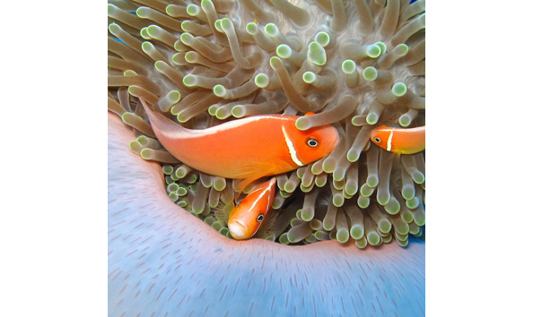 Big image kosrae nautilus resort 4