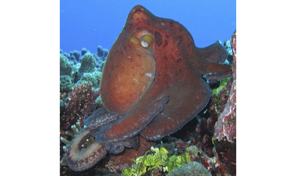 Big image kosrae nautilus resort 5