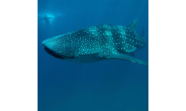 Big image atlantis 5