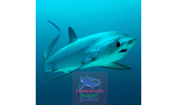 Big image thresher shark divers