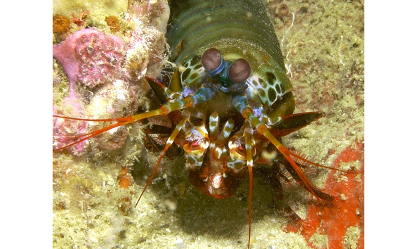 Big image dsc01046mantis