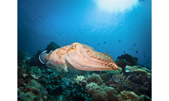 Big image arekomodo tatawa besar002