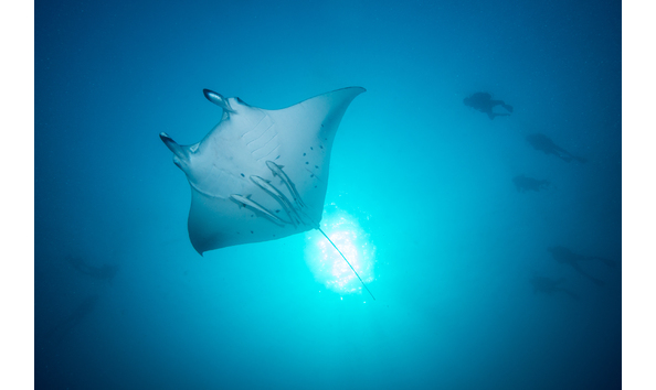 Big image copy of manta 02 mark stickler