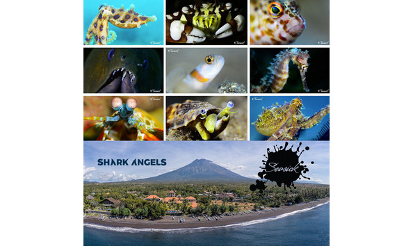 Big image bali seasick sharkangels auction logo