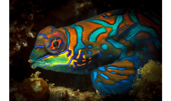 Big image mandarin fish