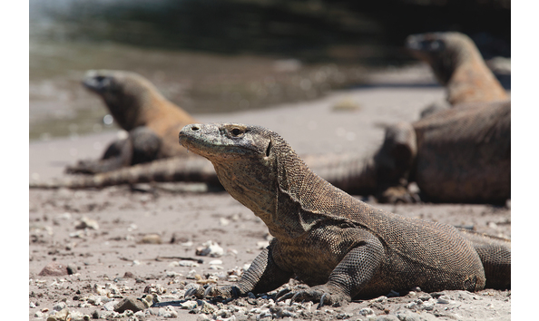 Big image arenui komodo dragon