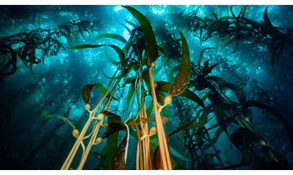 Big image underwater photography environment 768x432