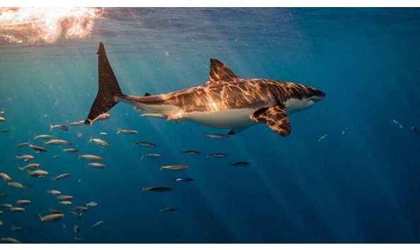Big image underwater photography shark 768x433