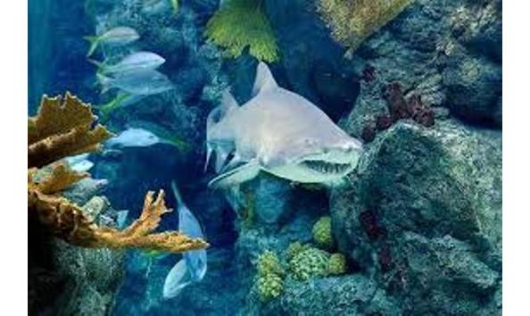 Big image fl aquarium 1