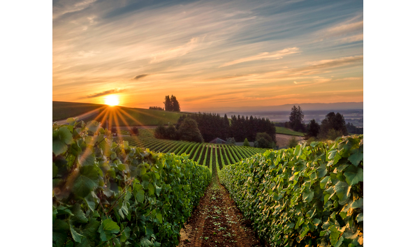 Big image the setting willamette valley vineyards