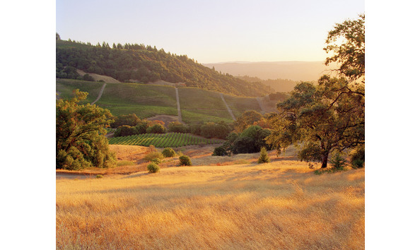 Big image healdsburg wine vineyard