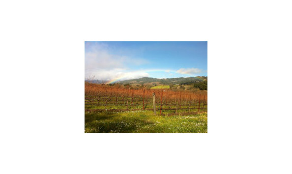 Big image vineyard and rainbow