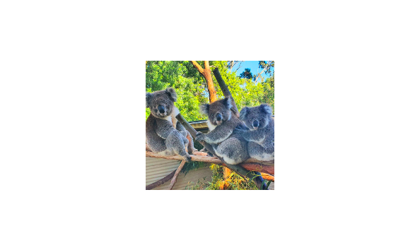 Big image mini magick20230727 87067 ula5wk