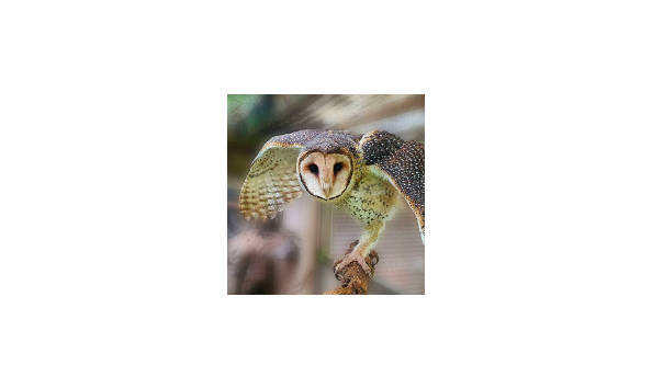 Big image mini magick20230727 87067 10o21ut