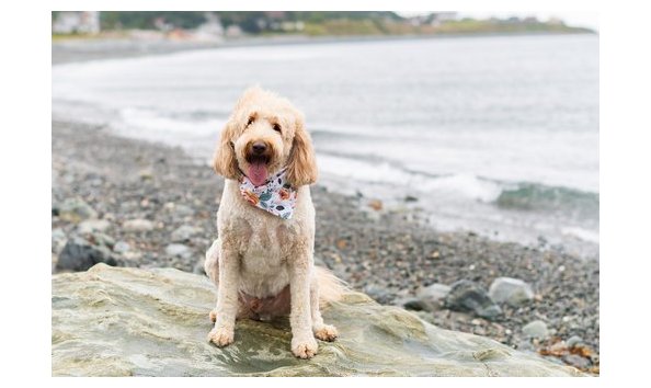 Big image mini magick20230803 118138 1qlofk8