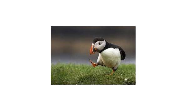 Big image puffin 4