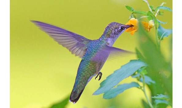 Big image hummingbird hover